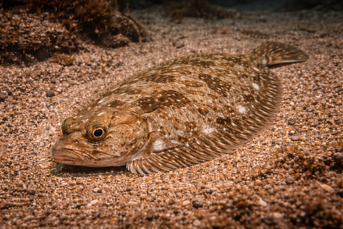 Gulf Stream Flounder: Facts, Records, and How to Catch Them | FishyAF Species #288