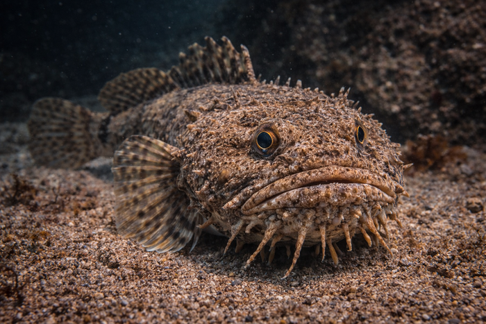 Gulf Toadfish: Facts, Records, and How to Catch Them | FishyAF Species #289