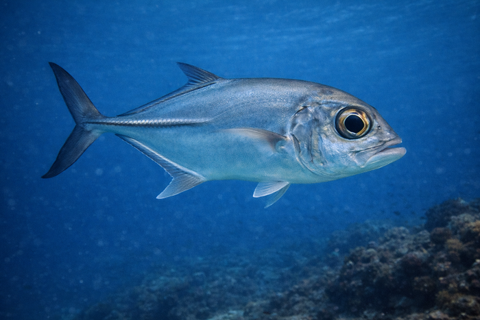 Horse Eyed Jack: Facts, Records, and How to Catch Them | FishyAF Species #292