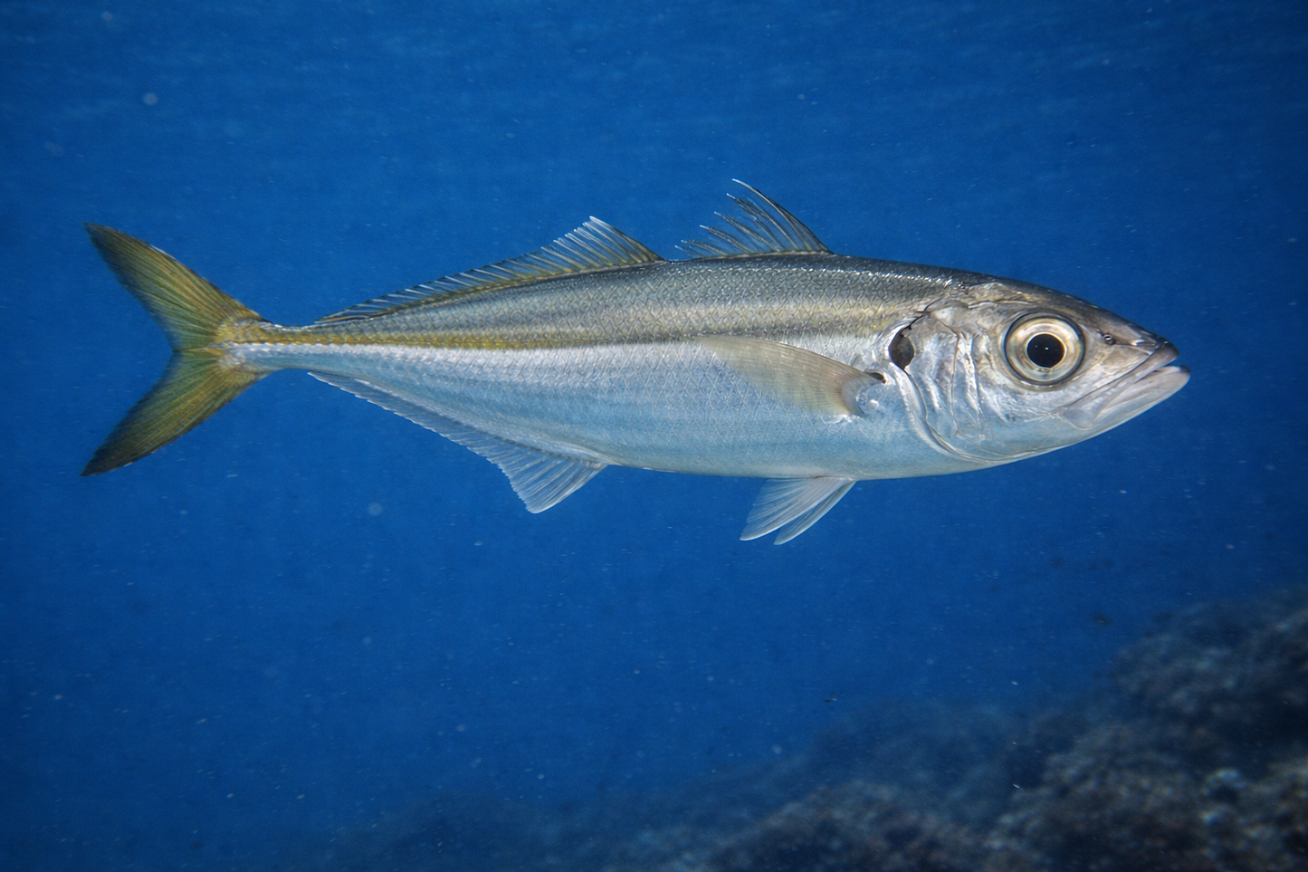 Horse Mackerel: Facts, Records, and How to Catch Them | FishyAF Species #293