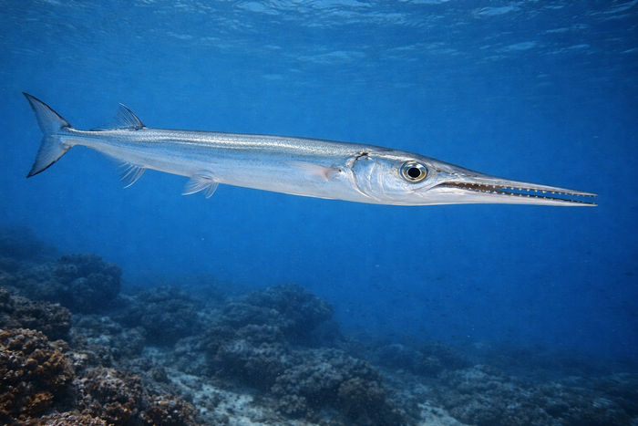 Houndfish: Facts, Records, and How to Catch Them | FishyAF Species #294
