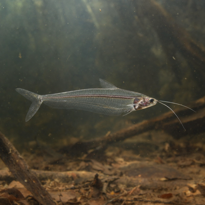Indian Glass Catfish: Facts, Records, and How to Catch Them | FishyAF