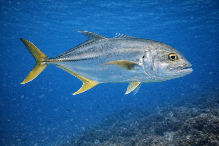 Jack Crevalle: Facts, Records, and How to Catch Them | FishyAF Species #295
