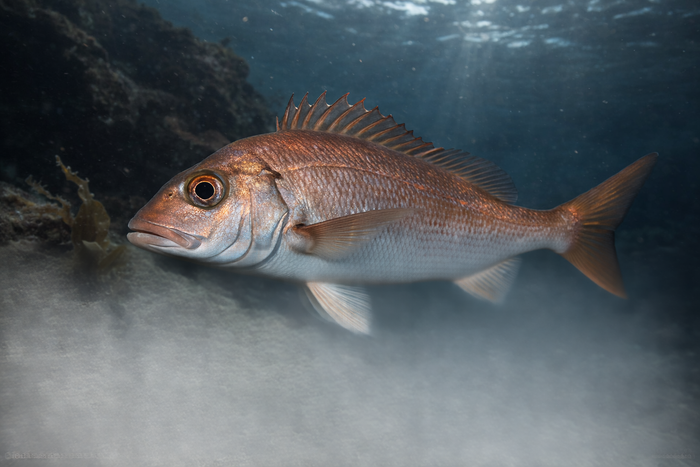 Largeye Dentex: Facts, Records, and How to Catch Them | FishyAF Species #300