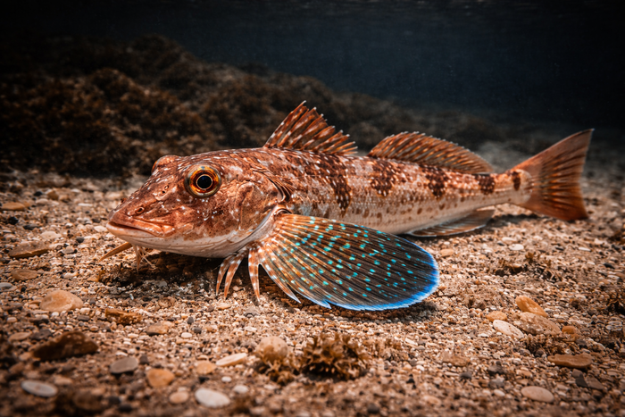 Northern Sea Robin: Facts, Records, and How to Catch Them | FishyAF Species #313