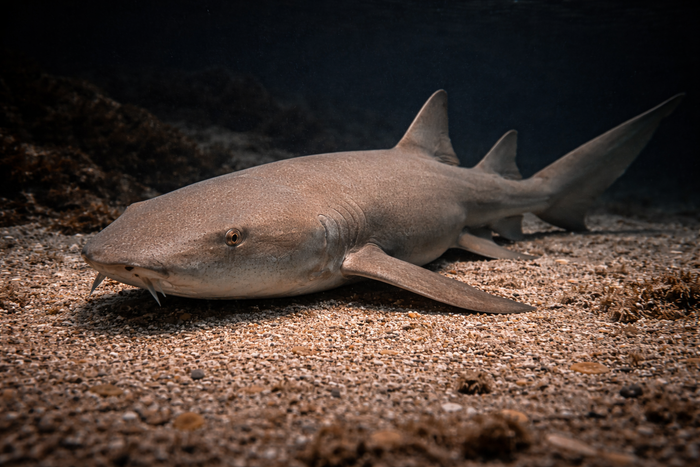 Nurse Shark: Facts, Records, and How to Catch Them | FishyAF Species #314