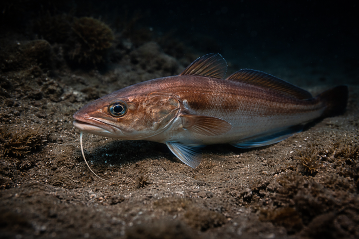 Red Hake: Facts, Records, and How to Catch Them | FishyAF Species #334