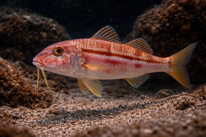 Red Mullet: Facts, Records, and How to Catch Them | FishyAF Species #335