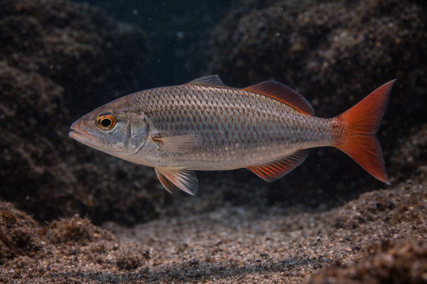 Red Tail Chub: Facts, Records, and How to Catch Them | FishyAF Species #337