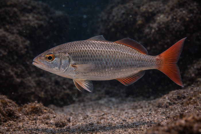 Red Tail Chub: Facts, Records, and How to Catch Them | FishyAF Species #337
