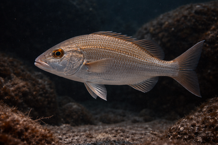 Sailor's Choice Grunt: Facts, Records, and How to Catch Them | FishyAF Species #348