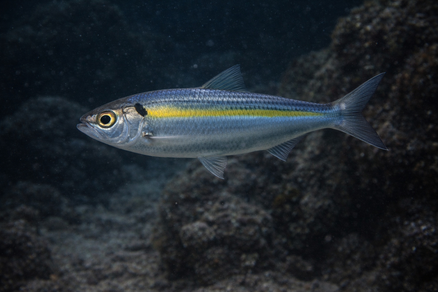 Scaled Sardine: Facts, Records, and How to Catch Them | FishyAF Species #353
