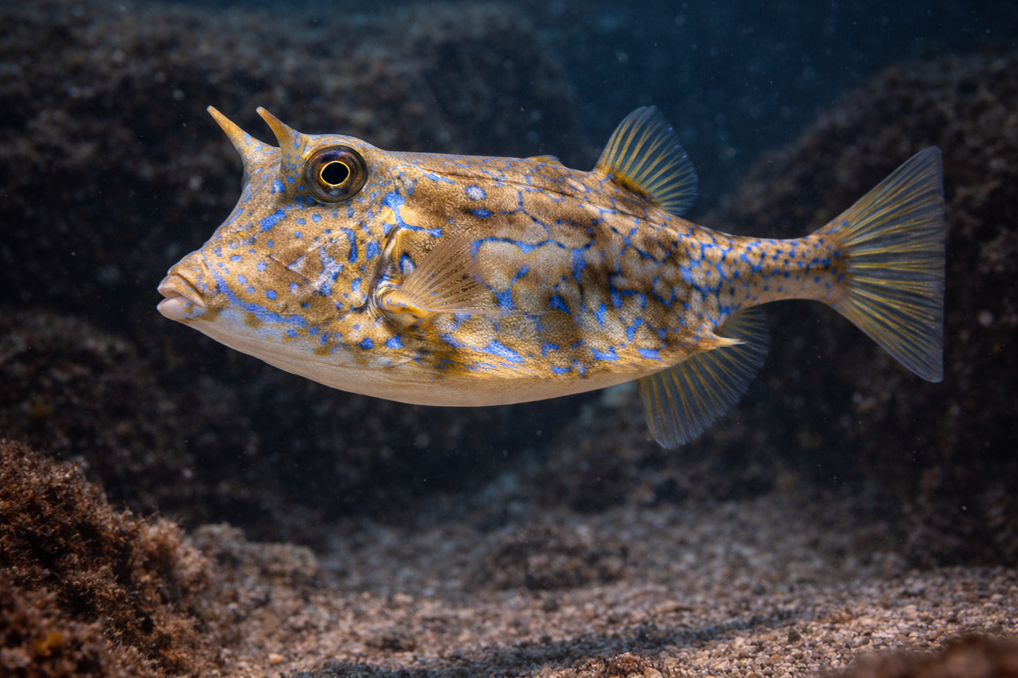 Scrawled Cowfish: Facts, Records, and How to Catch Them | FishyAF Species #357