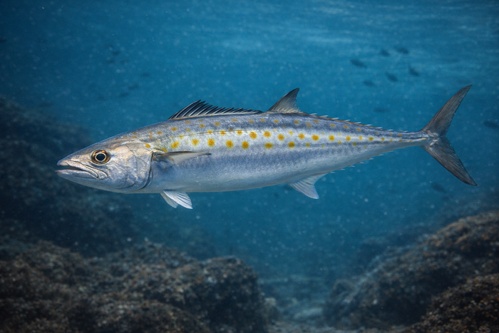 Sierra Mackerel: Facts, Records, and How to Catch Them | FishyAF Species #365