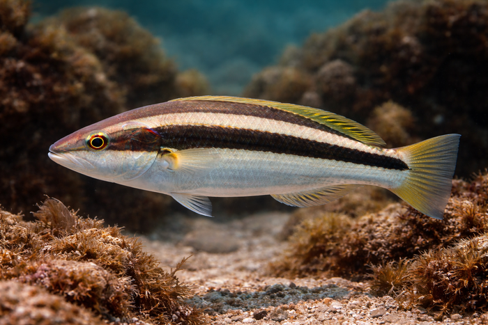 Slippery Dick: Facts, Records, and How to Catch Them | FishyAF Species #366
