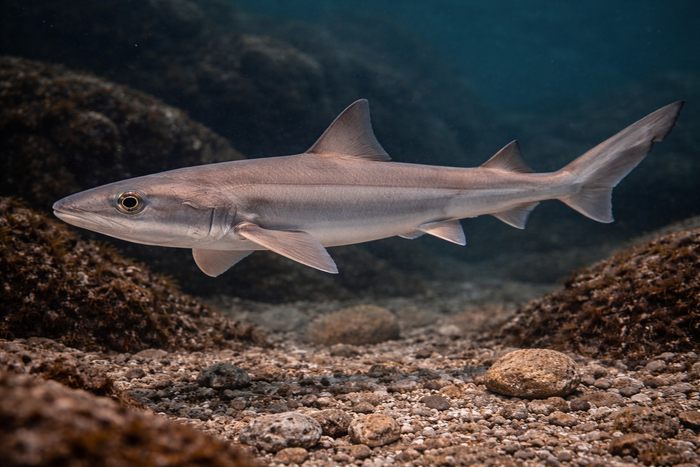 Smooth Dogfish: Facts, Records, and How to Catch Them | FishyAF Species #368