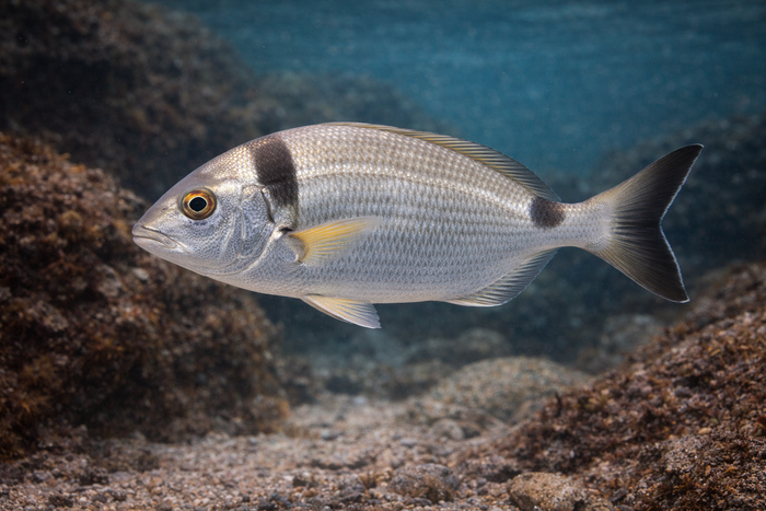 South American Silver Porgy: Facts, Records, and How to Catch Them | FishyAF Species #371