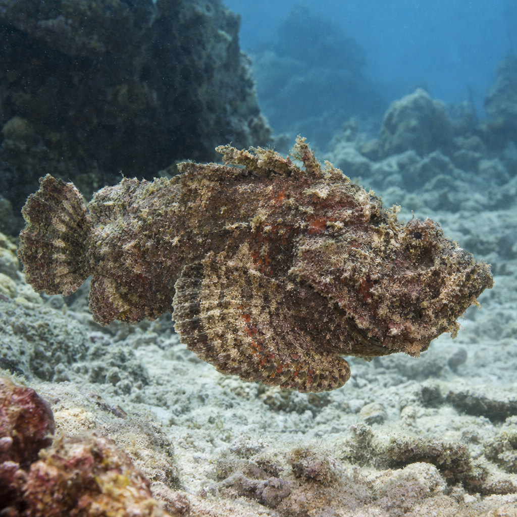 Stonefish: Facts, Records, and How to Catch Them | FishyAF